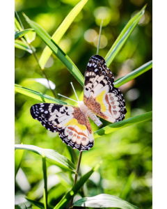 Papillon sur pince chocolat et jaune 